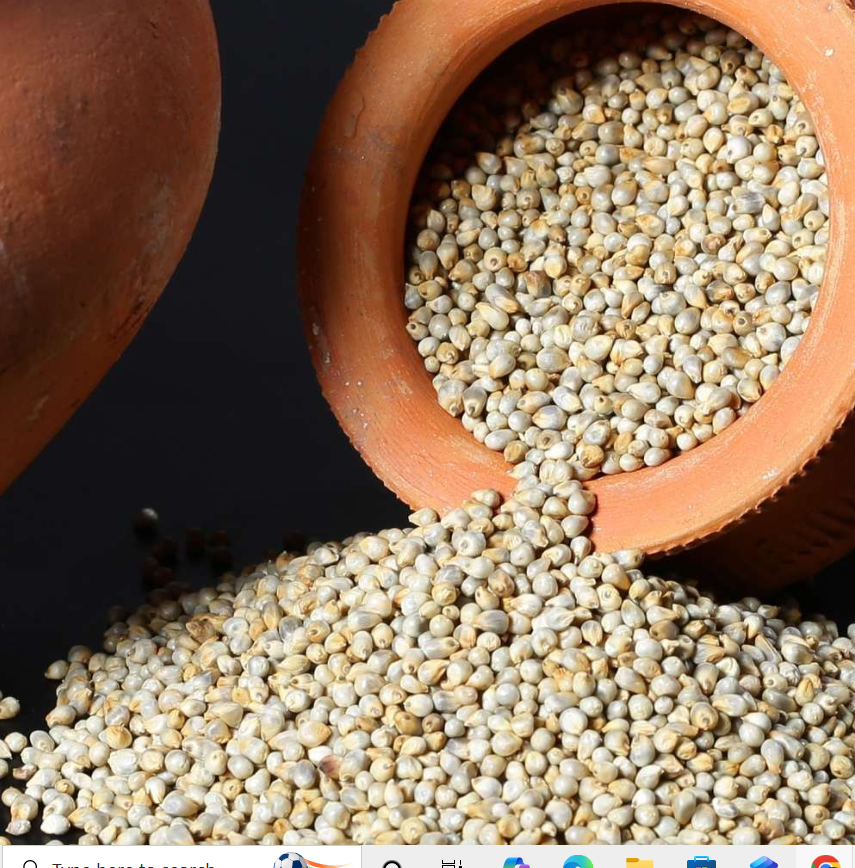 Pearl Millet Bajra